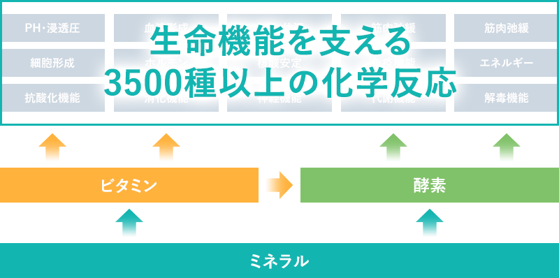 生命機能を支える3500種以上の化学反応