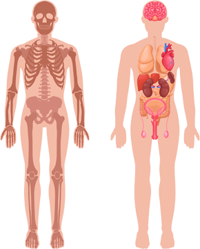 人の“土台”となる骨・関節・血管・皮膚・毛髪・爪・筋肉などに多く分布、ミトコンドリアの働きに必須の元素