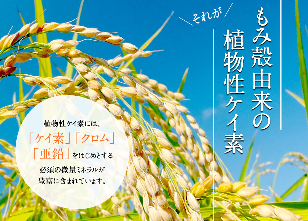 それがもみ殻由来の植物性ケイ素