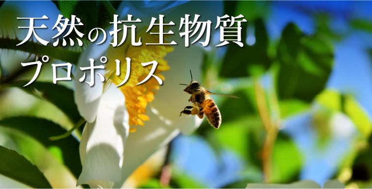 天然の抗生物質プロポリス