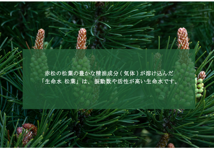 赤松の松葉の豊かな精油成分が溶け込んだ振動数や活性が高い生命水です。