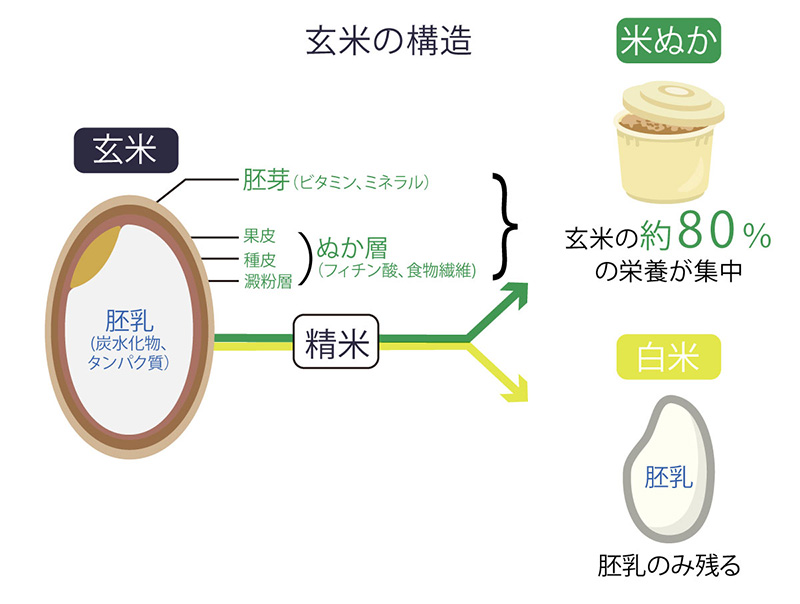 BRAIN LINK FLORA(ブレインリンクフローラ) 商品画像2