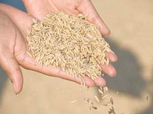 rice_hull